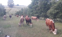 Bilecik'in Pazaryeri ilçesi şap hastalığı nedeniyle karantinaya alındı