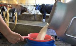 Ulusal Süt Konseyi çiğ süt fiyatını 22,22 TL olarak açıkladı