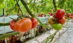 Ağrı’da jeotermal seralarda 1.200 ton domates üretimi