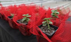 Keçiören’de bilinçli tarım için eğitim verildi