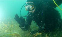 “Marmara Hepimizin” deniz çayırları ve pinalar için çağrı