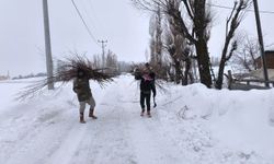 Muş’ta besicilerden alternatif yem: Söğüt dalları