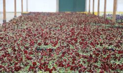 Çankaya Belediyesi’nden suya duyarlı çiçek üretimi