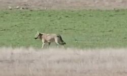 Beypazarı’nda aç kalan kurtlar tarlaya indi