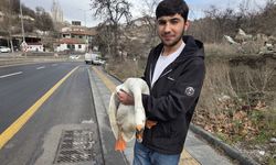 Elmadağ’da kaçan kaz karayolunda trafiği aksattı