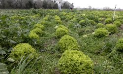 Bafra marulundaki fiyat düşüşü üreticiyi zorluyor