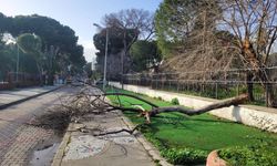 Çürüyen ağaç yola devrildi, faciadan son anda dönüldü
