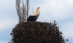 Baharın müjdecisi leylekler Aydın’ı ziyaret etti