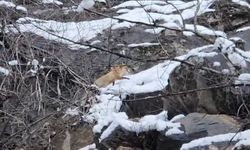 Karlar arasında yiyecek arayan tilki kamerada
