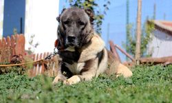 Sivas’ta Anadolu Aslanları sular altında kaldı