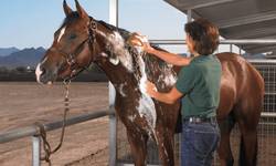 At şampuanı insanlar için güvenli mi? İçeriğinde ne var?