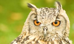 Kahve falında baykuş görmek ne anlama gelir?