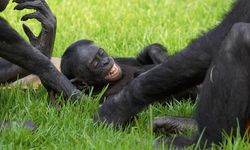 Maymunlar da rol yapıyor, hayal kurabiliyor