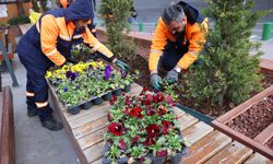 Çansera üretimi kışlık çiçekler Kızılay’ı renklendirdi