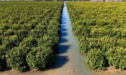 Çukurova’da tarım arazileri sular altında kaldı