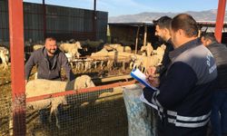 Denizli hayvancılıkta öncü: Üreticiye 545 milyon TL destek