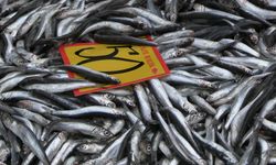 Edirne’de hamsi bolluğu: Fiyat 50 liraya düştü