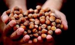 Düzce’nin fındığı Avrupa sofralarında