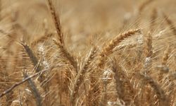 Dünya tahıl üretiminde rekor beklentisi