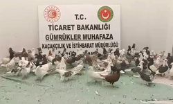 Ticaret Bakanlığı, kaçak canlı hayvan ticaretine geçit vermedi