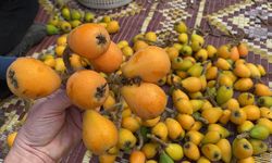 Mersin’de sezonun ilk yenidünyası tezgahta