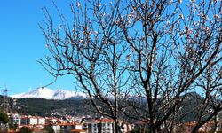 Muğla’da erken bahar: Badem ve erik ağaçları çiçek açtı