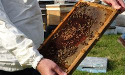 Ordu’da arıcılar 2026 sezonu için hazırlıklara başladı