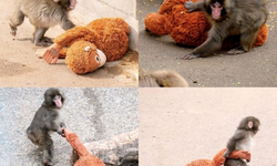 Annesiz büyüyen yavru maymun Punch’ın dokunaklı hikâyesi