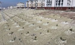 Saraycık Mahallesi’nde yeşil seferberlik başladı