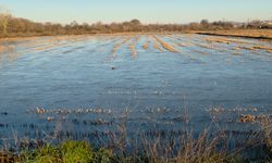 Edirne’de Tunca Nehri taştı: Tarım arazileri buzla kaplandı