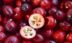 Turna yemişi nedir? Turna yemişinin faydaları neler?