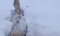 Kars’ta at yoğun karın içinde mahsur kaldı