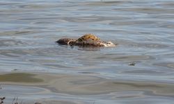 Pes dedirten görüntüler: Atatürk Barajı'nda hayvan leşleri