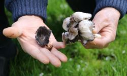 Bahar aylarıyla birlikte yabani mantar riski yükseldi