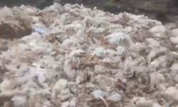 Tarsus’ta skandal: Ölü tavuklar ormanlık alana atıldı