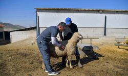 ABB’den kırsalda üreticiye veteriner desteği
