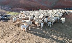 Ankara Bala'da süt kuzularının anneleriyle buluşma anı kamerada