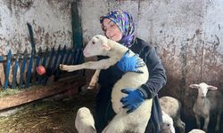 Ankara’da kadın girişimci koyun sütü üretiyor