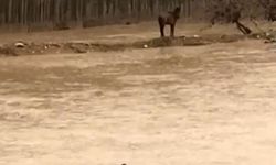 Mardin’de selde mahsur kalan at son anda kurtarıldı