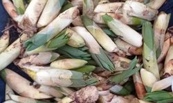 Besin değeriyle dikkat çeken çiriş otunda hasat başladı