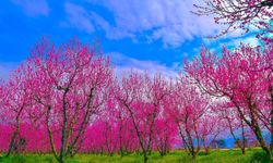 İznik Ovası baharla renk cümbüşüne döndü