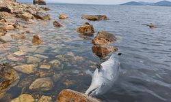Kınalıada’da ölü yunus kıyıya vurdu