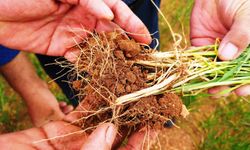 Uzmanlardan çiftçilere mantar hastalığı uyarısı