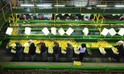 Mersin’den dünyaya limon ihracatı