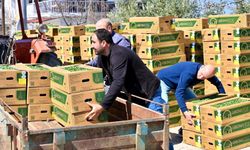 Manisa’da üreticiye 73 bin domates fidesi desteği