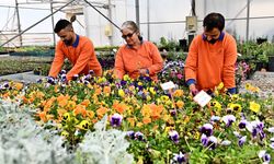 Antalya Muratpaşa kendi çiçeğini üretiyor