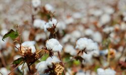 Adana’da pamuk üreticilerine pembekurt uyarısı