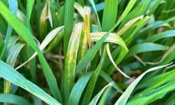 Salihli’de çiftçilere septorya uyarısı