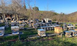 Sinop’ta arıcılıkta zorlu kış dönemi