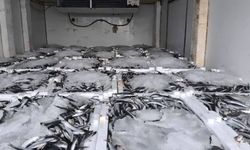 Aydın'da su ürünleri denetiminde 290 kasa balığa el konuldu